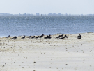 ameland-june-2021-group-of-resting-oystercatchers-bonte-pieten