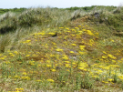 ameland-june-2021-patches-of-yellow-sedum