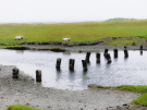 ameland-june-2021-remains-of-an-old-bridge-in-the-marshes