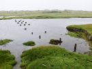 ameland-june-2021-remains-of-old-bridge-at-high-tide