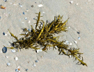 ameland-june-2021-sea-weed