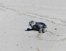 ameland-june-2021-seal-pup-thinks better-safe-than-sorry