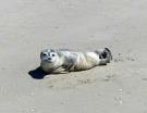 ameland-june-2021-seal-pup-on-the-hon