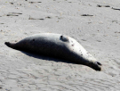 ameland-june-2021-the-death-of-a-seal