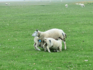 ameland-june-2021-the-marshes-are-home-to-sheep
