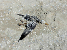 ameland-june-2021-there-are-thousands-of-them-and-yet