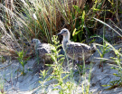 ameland-june-2021-young-seagulls