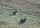 Our first visit to Wadden island Ameland (june 1993) - rabbits next to our cottage