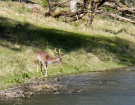 amsterdam water supply dunes 2022 fallow deer 1