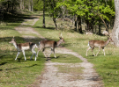 amsterdam water supply dunes 2022 fallow deer 3