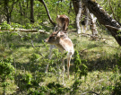 amsterdam water supply dunes 2022 fallow deer 2