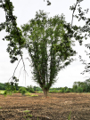 around-pervencheres-12-solitairy-tree