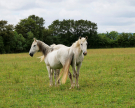 around-pervencheres-13-horses-before-the-warning