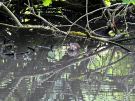 around-pervencheres-9-young-coypu-or-nutria