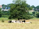 axe vert - ohis to autreppes - cows seeking the shadow 