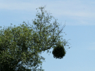 axe vert - ohis to autreppes - mistletoe but no kisses