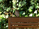 babs-cottage-preures-15-flycatcher