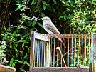 babs-cottage-preures-16-flycatcher