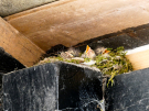 babs-cottage-preures-17-flycatchers-nest