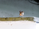 babs-cottage-preures-19-wren