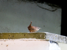 babs-cottage-preures-20-wren