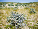 france 2022 - bay of the authie - blue sea thistle