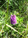 france 2022 - bay of the authie - orchid