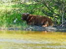 france 2022 - bay of the authie - highlander and cattle egret