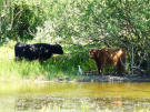 france 2022 - bay of the authie - two highlanders and cattle egret