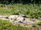 france 2022 - bay of the authie - stork