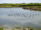 france 2022 pointe du hourdel bait for passing fowl