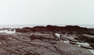 Shetland  1989 Yell - Carefull approaching the grey seals