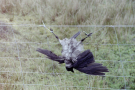 bressay-rural-habbits