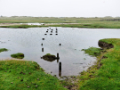 springtide on ameland - september 2022 - remains of a bridge in the salt marshes at springtide
