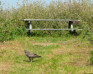the dutch serengetti (oostvaardersplassen) - hey, it's about cows and horses here