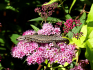 champsecret-orne-le-clos-renard-a-lizard-bee