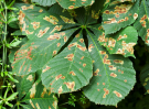 circuit-hucqueliers-preures-7 leaves with unwanted visitors 