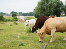 france 2022 - circuit of the Avocet - colourful cows