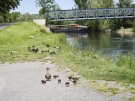 cycling the somme - bridge to eaucourt sur somme with ducklings