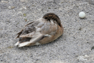 cycling the somme - long - duck with egg at weir