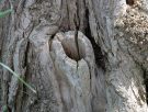 mysterious tree trunk
