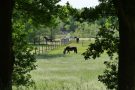 horse farm