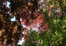 beautiful canopy