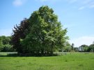 back garden of estate