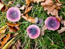 mushrooms / toadstools on the Den Treek estate - duivelsbrood