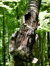 etang de pas bayard - damaged tree