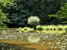 etang de pas bayard - lonely pollard willow