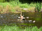 etang de pas bayard - miniature watermill