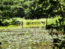 etang de pas bayard - nests for ducks?
