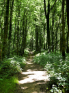 etang de pas bayard - path in the woods